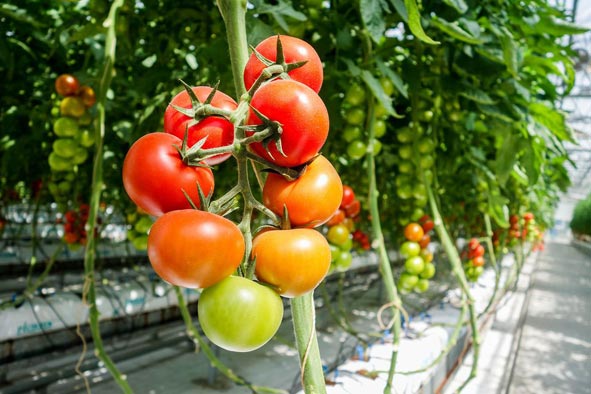 穩定的供貨（huò）渠道